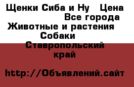 Щенки Сиба и Ну › Цена ­ 35000-85000 - Все города Животные и растения » Собаки   . Ставропольский край